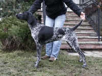 Honda w 6 miesiącu życia