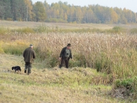 Za kaczką rusza młody breton