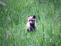 Piękny i słodki niedolisek wśród traw majowej łąki