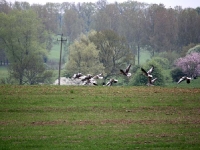 Ciągnące na południe tabuny dzikich gęsi