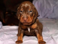 Kolejny nabytek Igora - słodka suczka tej samej rasy, jeszcze w domu rodzinnym, przy mamie