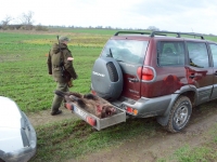 Dzik został, myśliwi poszli na stanowiska