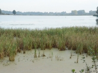 Miejsce pracy - narożnik rozległego stawu w Goczałkowicach