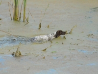 Flora rusza na trop kaczki