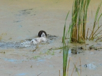 Flora rusza na trop kaczki