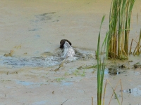 Flora rusza na trop kaczki