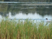 Akcja nabiera dynamiki