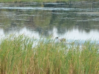 Flora przyspiesza ale kaczka znika pod wodą