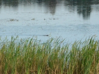... i po chwili spokojnie płynie tam skąd przypłynęła