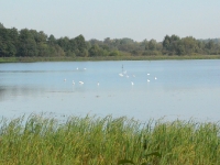 Całemu zdarzeniu przypatruje się z niezmąconym spokojem grupa łabędzi