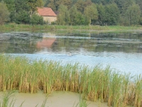 Flora nadal nie może uwierzyć, że kaczka znikła