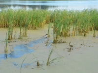 ... ale ostatecznie wraca w szuwary