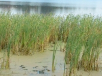 a to nasza sprytna bohaterka