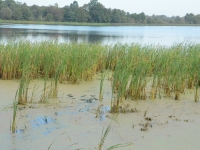 ... która po chwili znika w szuwarze