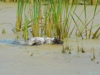 Praca w terenie gdzie krzyżuje się mnóstwo świeżych i starych tropów nie jest łatwa