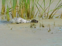 ... ale suka pracuje wytrwale