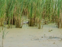 ... ale suka pracuje wytrwale