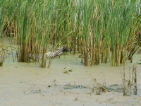 ... ale suka pracuje wytrwale