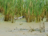 ... ale suka pracuje wytrwale