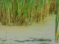 .... po chwili znika w gęstwinie