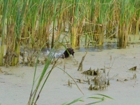 Kontrola nosem okolicy, przecież musi tu być!!