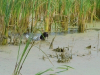 Kontrola nosem okolicy, przecież musi tu być!!