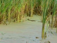 Przepływa przez lukę między trzcinami