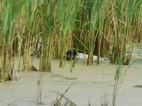 Flora podąża za kaczką - widać z jaką uwagą pracuje