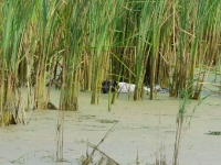 Flora podąża za kaczką - widać z jaką uwagą pracuje