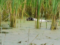 Flora podąża za kaczką - widać z jaką uwagą pracuje