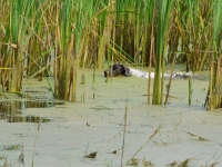 Flora podąża za kaczką - widać z jaką uwagą pracuje