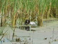 Flora podąża za kaczką - widać z jaką uwagą pracuje
