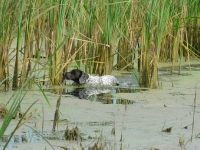Flora podąża za kaczką - widać z jaką uwagą pracuje