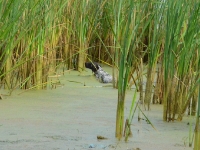 Ciągle nos przewodnikiem