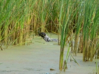 Ciągle nos przewodnikiem