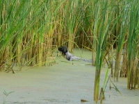 Ciągle nos przewodnikiem