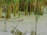 Ale jest to świat kaczki, tutaj czuje się pewnie i nawet najlepiej pracujący pies musi w końcu skapitulować