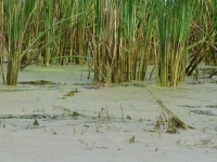 Porusza się pewnie prawie niewidoczna nad lustrem wody