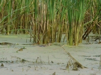 i w końcu zwycięża!!