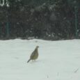 No i przyszła! Spadł śnieg, potem na zmarzniętą ziemię spadł deszcz (padał pomimo 2-3 stopni mrozu!?) a potem znowu spadł śnieg. Trzyma mróz. Dla zwierzyny nastał czas głodu. Jak pokazywałem [&hellip;]