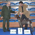 Początek sezonu wystawowego przyniósł duży sukces wnukowi JAGI – syn Frygi, FAGOT z Żubrowiska na międzynarodowej wystawie w Rzeszowie uzyskał CWC, CACIB, BOB, BIS II psów użytkowych. Gratulacje dla właściciela […]