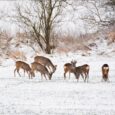 Wreszcie ostatnia porcja rejestracji. Tym razem, prawdziwy „drapieżnik” wyjadający karmę ptakom. Przy tym zwierz sprytny i jak się okazało bardzo sprawny w penetracji karmisk dla ptactwa. Mowa oczywiście o niewinnej [&hellip;]